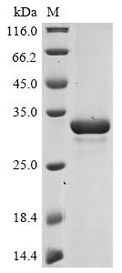 Non-structural protein 2a (2a), Bovine coronavirus, recombinant
