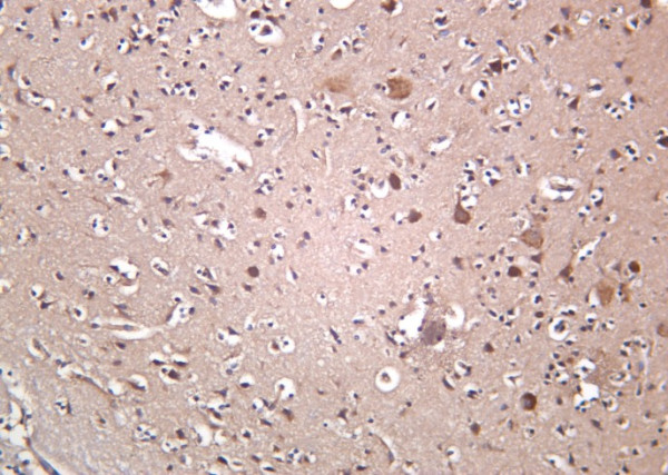 Anti-Recombinant OPA1, clone 6B5