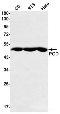 Anti-Recombinant PGD, clone R02-7C6