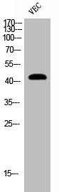 Anti-Cleaved-MMP12 (G106)