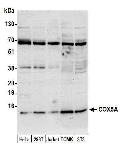 Anti-COX5A