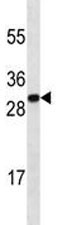Anti-HMGB1, clone 393CT23.1.4
