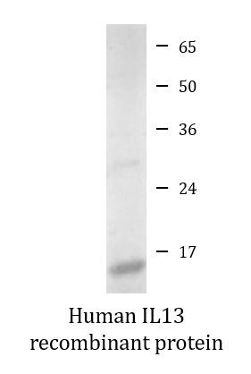 Human IL13 recombinant protein (Active)