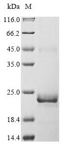 Bone morphogenetic protein 15 (BMP15), human, recombinant