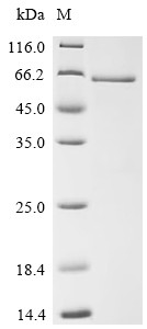 Interferon regulatory factor 3 (IRF3), human, recombinant