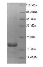 Erythropoietin (EPO), Macaca fascicularis, recombinant