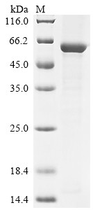 Threonine synthase-like 2 (Thnsl2), mouse, recombinant
