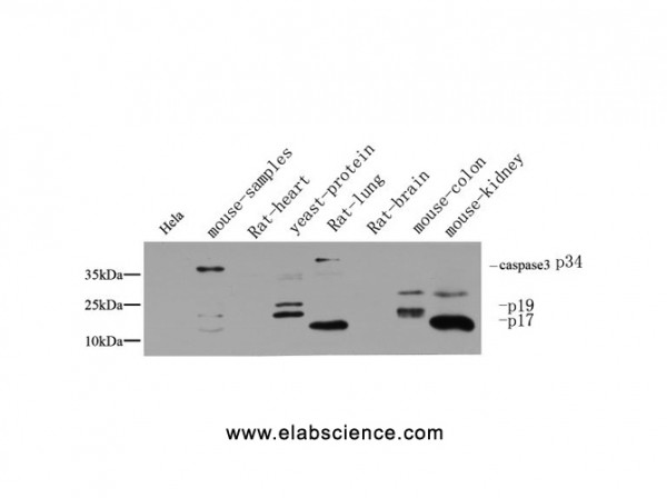 Anti-Cleaved-Caspase-3 p17 (D175)