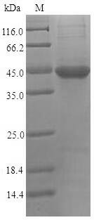 Nectin-2 (PVRL2), partial, human, recombinant