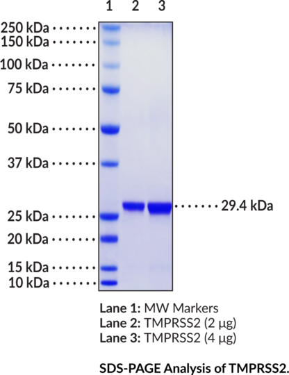 TMPRSS2 (human, recombinant)
