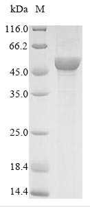 Flavonol 3-O-glucosyltransferase UGT71C1 (UGT71C1), Arabidopsis thaliana, recombinant