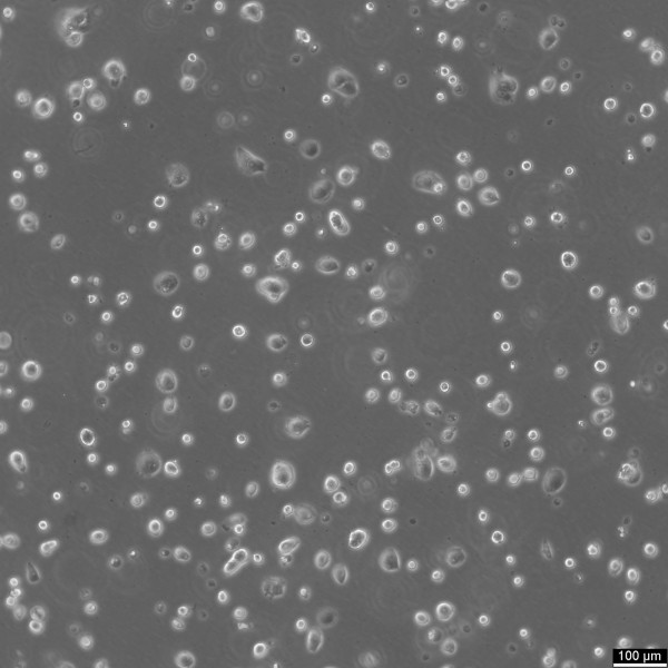 LCLC-97TM1 Cells