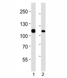 Anti-MSH2, clone 1184CT1.3.2