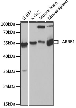 Anti-ARRB1