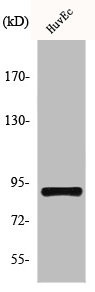 Anti-HSP90AB1