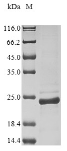Chemotaxis inhibitory protein (chp), Staphylococcus aureus, recombinant
