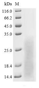 Chymotrypsin-like protease VLCTLP, recombinant Macrovipera lebetina