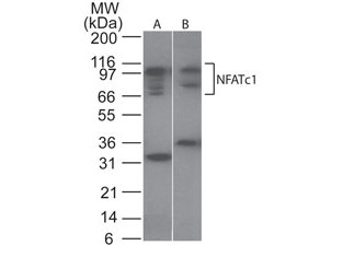 Anti-NFATc1