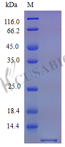 Stromal cell-derived factor 1 protein (Cxcl12) (Active), mouse, recombinant