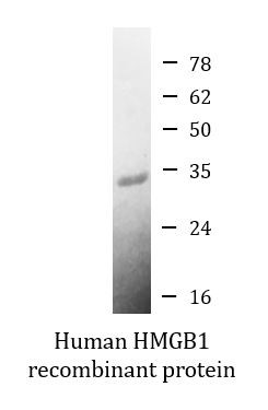 Human HMGB1 recombinant protein (Active) (His-tagged, C-ter)