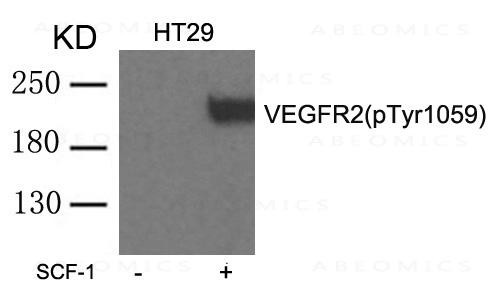 Anti-VEGFR2 (phospho-Tyr1059)
