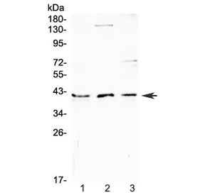 Anti-CD47 / IAP / Integrin Associated Protein
