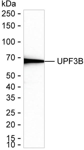 Anti-UPF3B