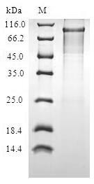 Progesterone-induced-blocking factor 1 (PIBF1), human, recombinant