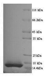 Interleukin-15 (IL15), Macaca mulatta, recombinant