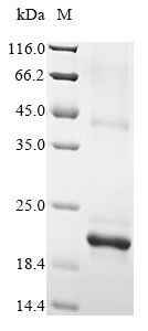 Chemokine-like protein TAFA-1 (Tafa1), mouse, recombinant