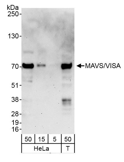 Anti-MAVS/VISA