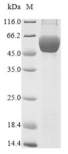 Plasminogen activator inhibitor 2 (SERPINB2), human, recombinant