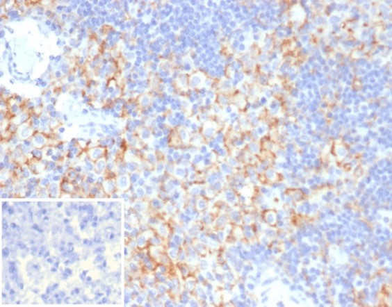 Anti-CD33 / SIGLEC3 (Myeloid Cell Surface Antigen), clone SIGLEC3/3597