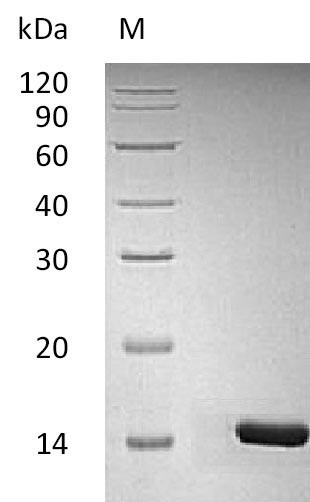 Brain-derived neurotrophic factor (BDNF) (Active), human, recombinant