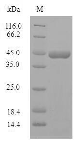 Protein phosphatase 1 regulatory subunit 1B (PPP1R1B), human, recombinant