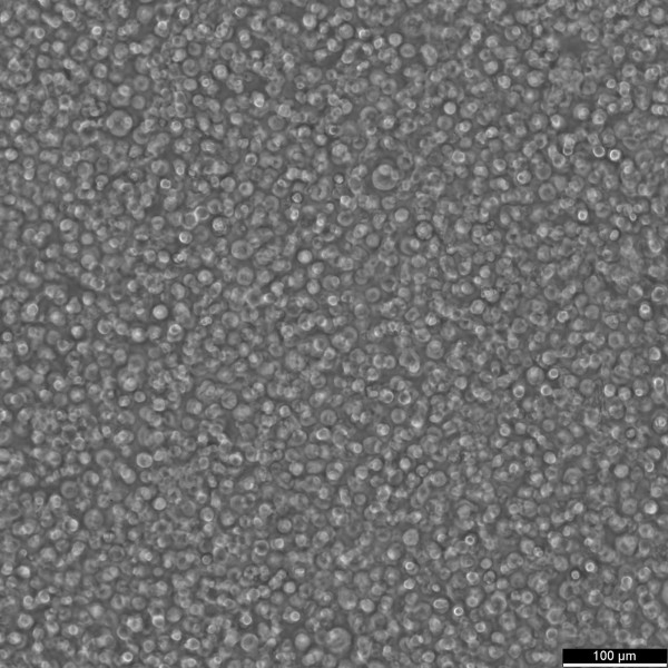IM-9 Cells