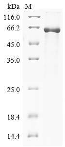 Sterol carrier protein 2 (Scp2), rat, recombinant