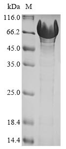 Ubiquilin-1 (UBQLN1), human, recombinant