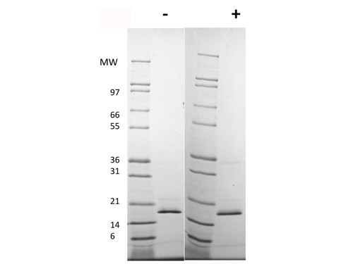 Fibroblast Growth Factor 154 basic (AF)