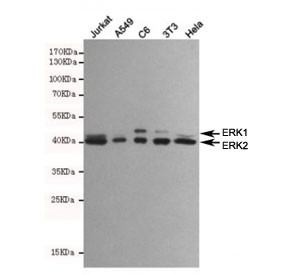 Anti-ERK1/2, clone 4F3-A10-E7