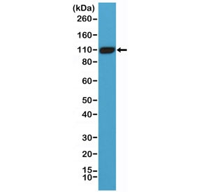 Anti-PSMA / Prostate-specific membrane antigen / FOLH1 (recombinant antibody), clone RM327