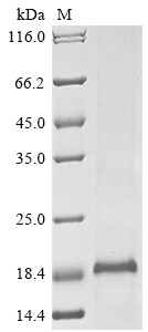 Thyrotropin subunit beta (TSHB), dog, recombinant