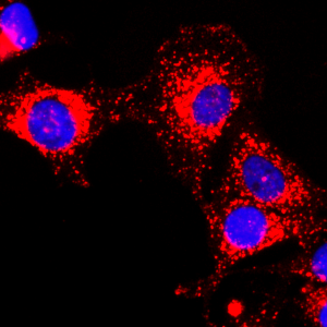 Anti-GAPDH, Rabbit Monoclonal (RM114)