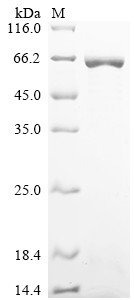 ATP-dependent RNA helicase DDX19B (DDX19B) (Active), human, recombinant