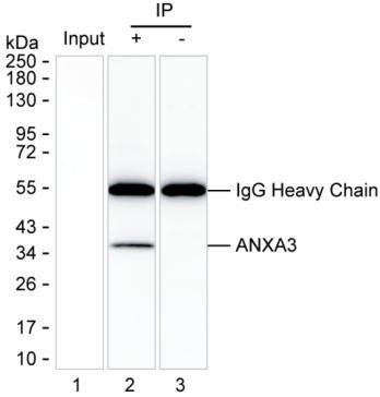 Anti-ANXA3
