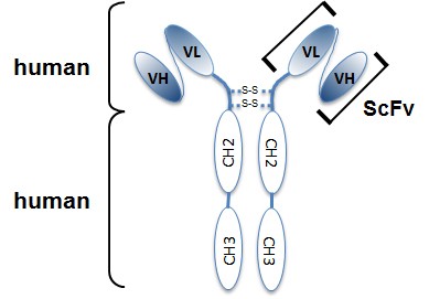 Anti-Angiopoietin-2 (human), mAb (rec.) (blocking) (Angy-1-4) (preservative free)