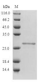 T-lymphocyte activation antigen CD80 (CD80), human, recombinant