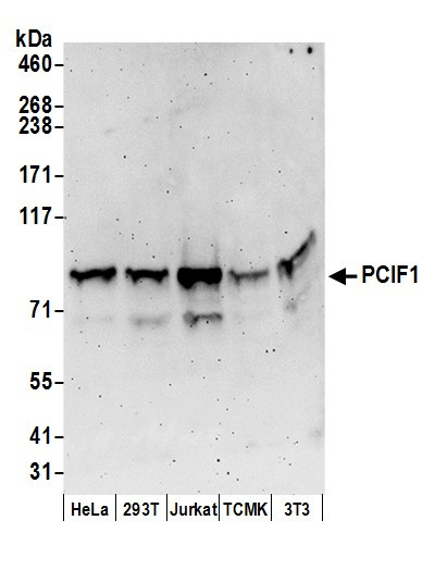 Anti-PCIF1