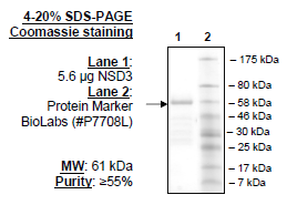 NSD3 (1021-1322), human recombinant protein