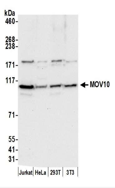 Anti-MOV10 Monoclonal